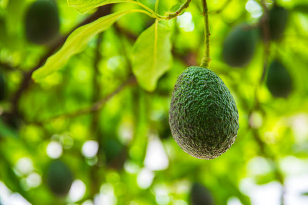 fresh homegrown avocado hanging from tree - avocado australia crop farm photos et images de collection