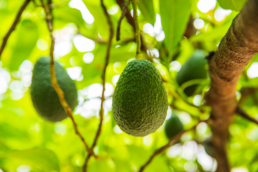 Fresh homegrown avocado hanging from tree. Grown and filmed in central Queensland, Australia.