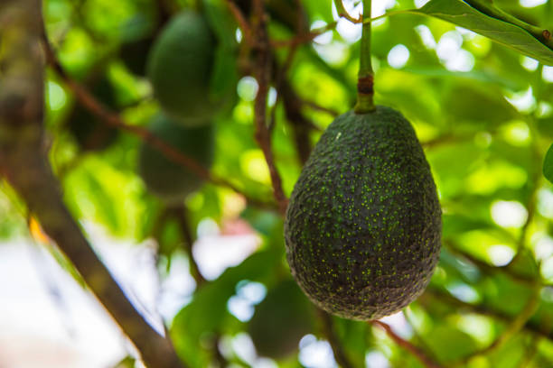 fresh homegrown avocado hanging from tree - avocado australia crop farm стоковые фото и изображения