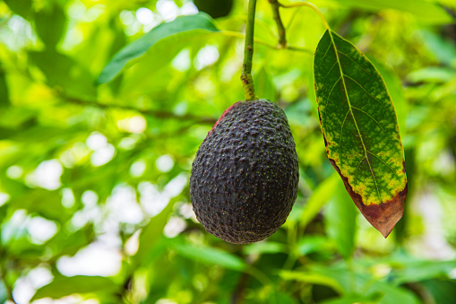 Fresh homegrown avocado hanging from tree. Grown and filmed in central Queensland, Australia.