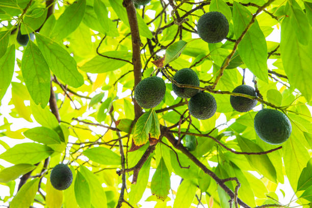 fresh homegrown avocado hanging from tree - avocado australia crop farm imagens e fotografias de stock