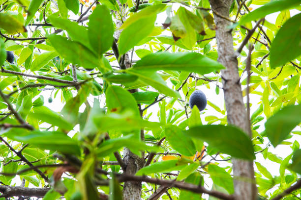 fresh homegrown avocado hanging from tree - avocado australia crop farm стоковые фото и изображения