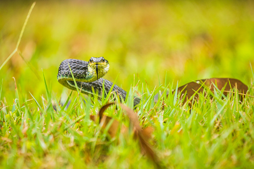 Black racer snake or rat snake coiled ready to strike looking at camera. Shot in Queensland, Australia.