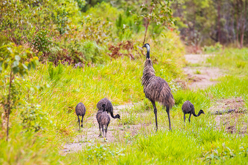 Wild mother emu and chicks foraging in the Australian grassland