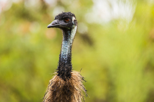 ostrich head with blue sky and clouds in background.