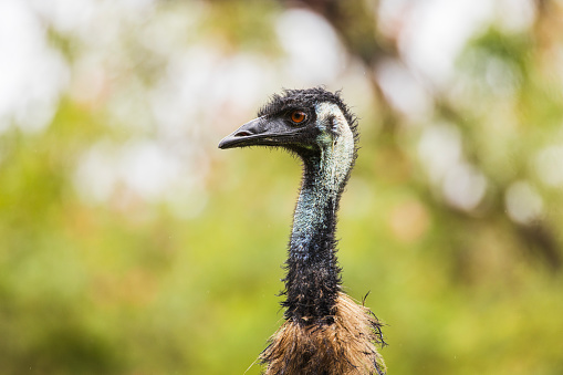 The Emu (Dromaius novaehollandiae) is the largest bird on the Australian continent reaching up to 6ft in height and capable of achieving speeds of 30 miles per hour.