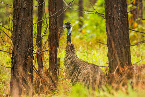 Portrait of wild mother emu foraging in Australian bushland