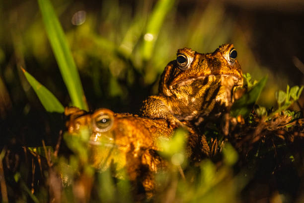 istock Close up of cane toads in headlights in the grass at night 1991398533
