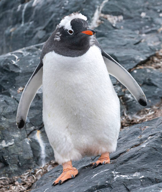 istock Young Gentoo penguins standing on a snow on the Antarctic Peninsula. 1991407513