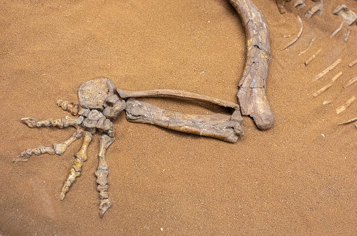 Fossil vertebra from sandstone, Eocene era.
