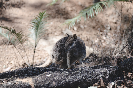 The Mareeba rock-wallaby (Petrogale mareeba). Granite Gorge. Queensland.