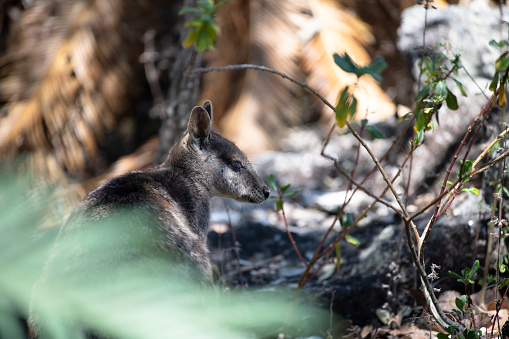 Single swamp wallaby in the bush eating leaves