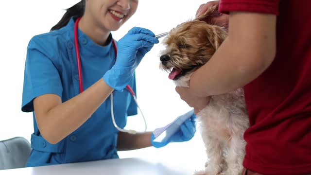 Veterinarian works with sick dogs and examines the dog's health in the veterinarian's office.