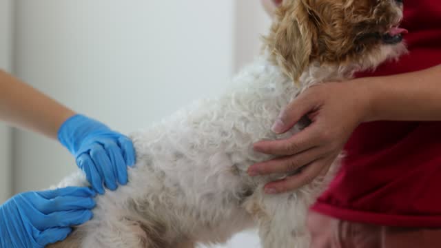 Veterinarian works with sick dogs and examines the dog's health in the veterinarian's office.