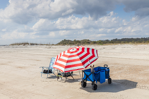 A small dog sits in a blue beach buggy with a red and white umbrella