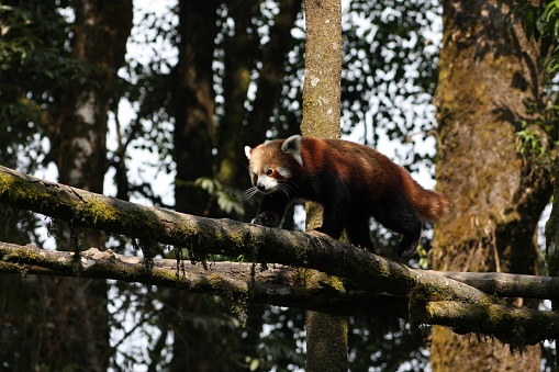 Red Panda in Darjeeling