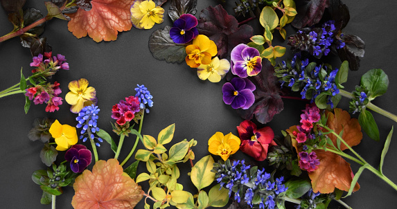 spring flowers background.
pansy and colorful leaves.