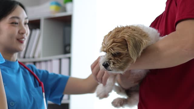 Veterinarian is vaccinating a dog.