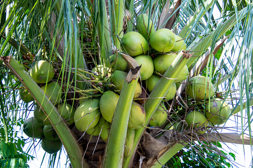 Indonesian coconuts in bunches on a tree