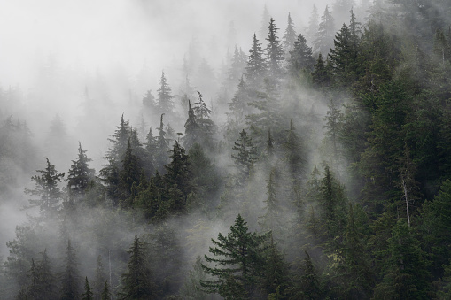 Beautiful landscape with fog and low clouds on mountain range and forest