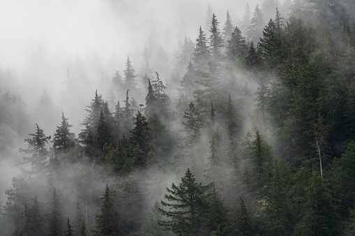 Winter landscape with branches of trees and bushes covered with cold frost. Winter cold season. Cold fog and frost. Cloudy weather.