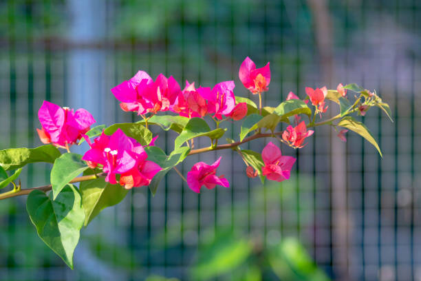 bougainvillea flowers bloom beautifully in the garden - growth development sunflower progress fotografías e imágenes de stock