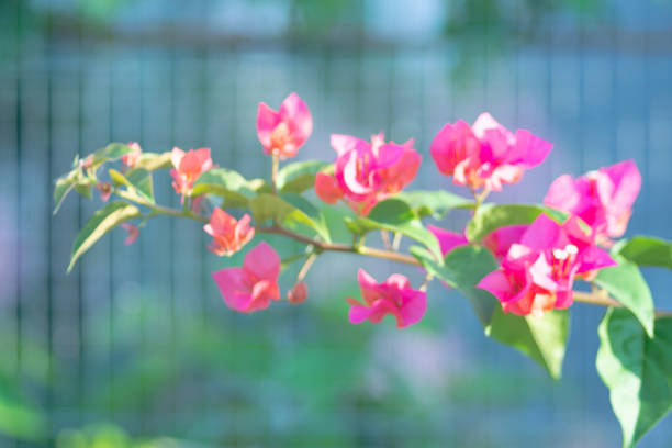 bougainvillea flowers bloom beautifully in the garden - growth development sunflower progress fotografías e imágenes de stock