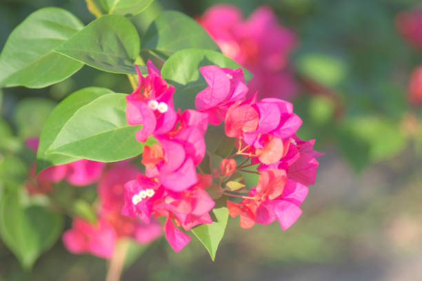 bougainvillea flowers bloom beautifully in the garden - growth development sunflower progress fotografías e imágenes de stock