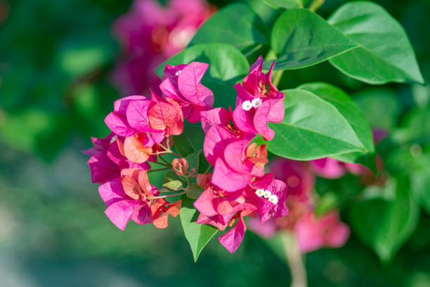 bougainvillea flowers bloom beautifully in the garden - growth development sunflower progress fotografías e imágenes de stock