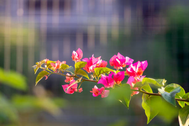 bougainvillea flowers bloom beautifully in the garden - growth development sunflower progress fotografías e imágenes de stock