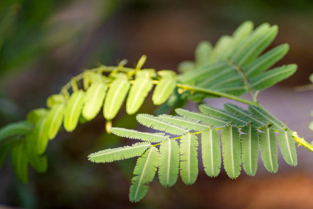 istock Mimosa (princess shame) leaves illuminated by the sun 1991513350