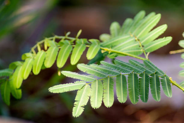 istock Mimosa (princess shame) leaves illuminated by the sun 1991513894