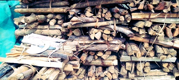 Woodpile - logs in the forest