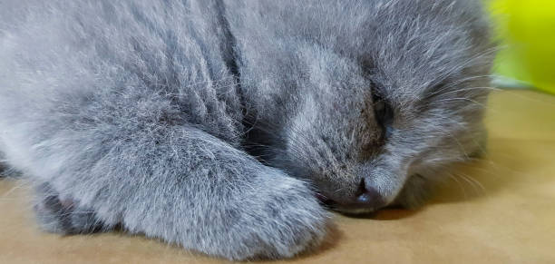 Cute gray kitten or grey cat sleeping on floor with copy space. Pet and animal with selective focus.