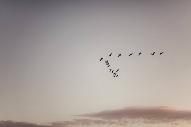 Geese flying in a V shape at sunset