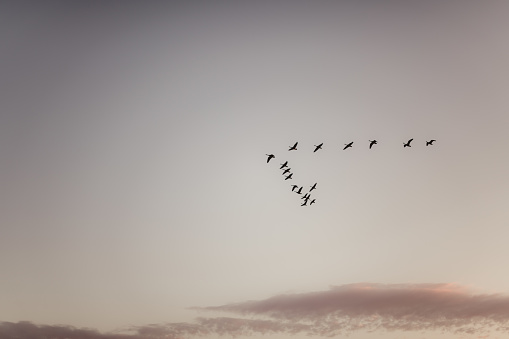 Canadian geese flying south in a colorful sky