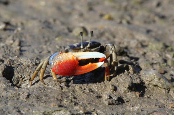Fiddler crab with an orange claw on a muddy river bank