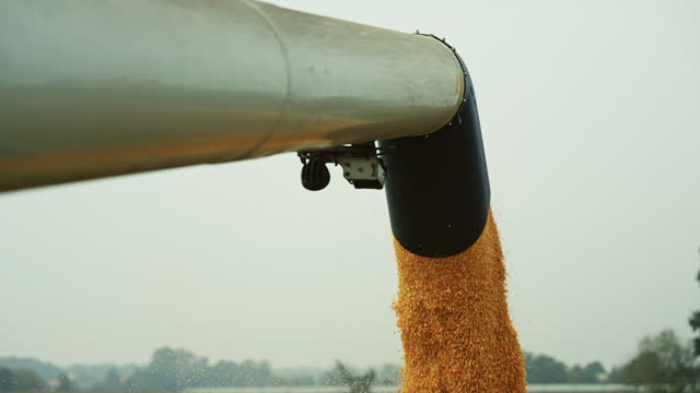 SLO MO Close-Up Tilt Down Shot of Yellow Dry Kernels Falling from Combine Auger into Trailer at Corn Field