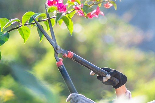 woman is pruning and pruning plants in the garden
