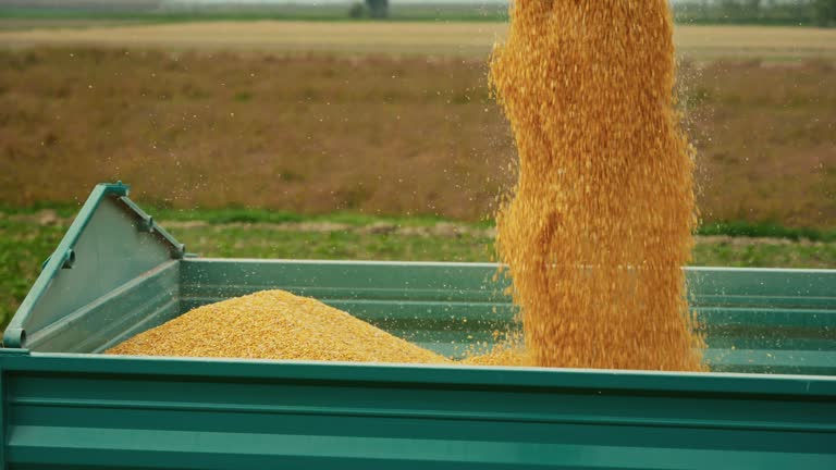 SLO MO Close-Up of Yellow Dry Kernels Falling into Trailer at Corn Field