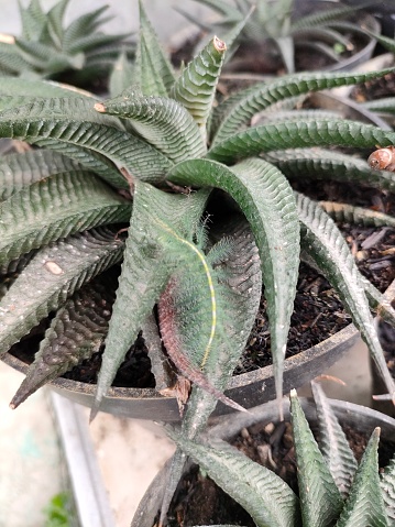 tenacious bristles on the limifolia succulent plant. When the tenacious hair breaks, it will cause an itchy sensation. Tenacious feathers have a beautiful and unique feather shape.