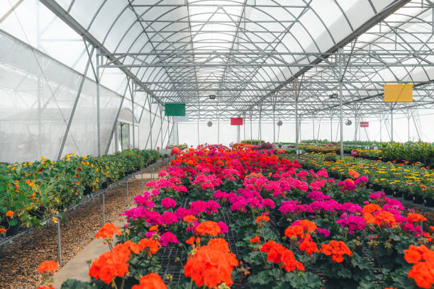istock Flowers and plants growing in greenhouse 1991627651