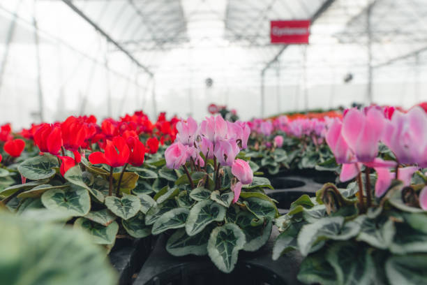 istock Flowers and plants growing in greenhouse 1991629210