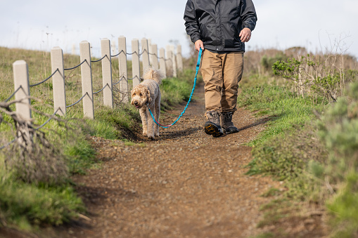 A Goldendoodle hiking along the Pacific Coast with a middle aged owner.