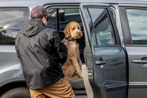 A middle aged man buckling up a Goldendoodle dog in the back seat of a Sports Utility Vehicle.