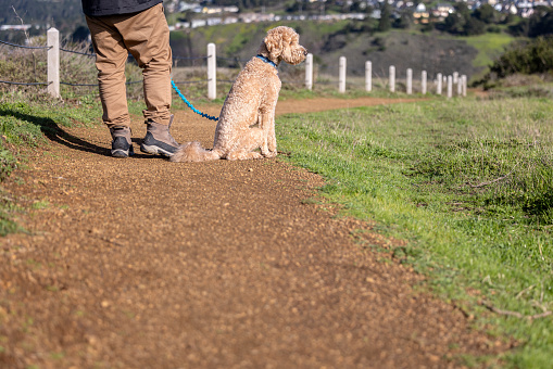 A Goldendoodle hiking along the Pacific Coast with a middle aged owner.