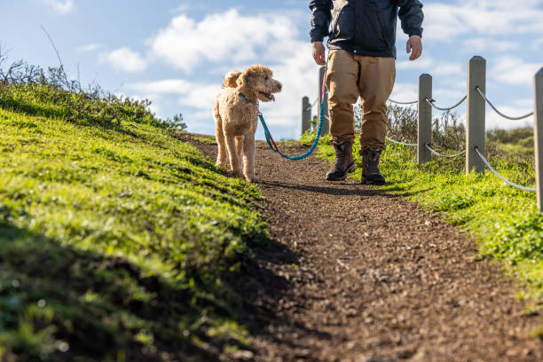 A Goldendoodle hiking along the Pacific Coast with a middle aged owner.