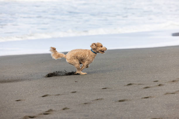 Carefree Goldendoodle running on a beach in Northern California with large waves.