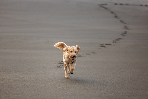 Carefree Goldendoodle running on a beach in Northern California with large waves.