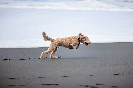 Carefree Goldendoodle running on a beach in Northern California with large waves.